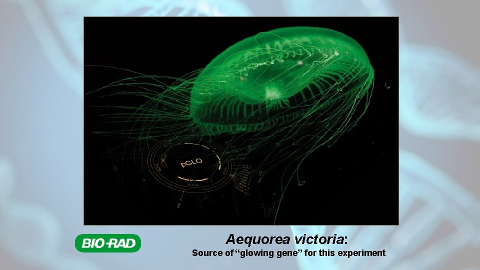 Aequorea victoria: Source of “glowing gene” for this experiment 