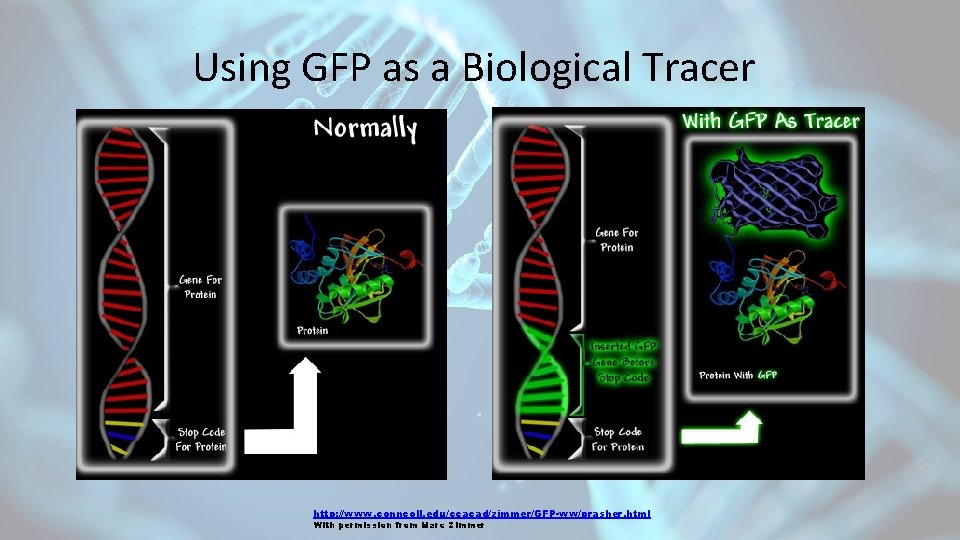 Using GFP as a Biological Tracer http: //www. conncoll. edu/ccacad/zimmer/GFP-ww/prasher. html With permission from