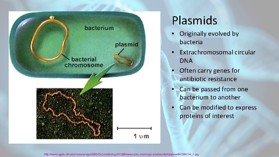 Plasmids • Originally evolved by bacteria • Extrachromosomal circular DNA • Often carry genes