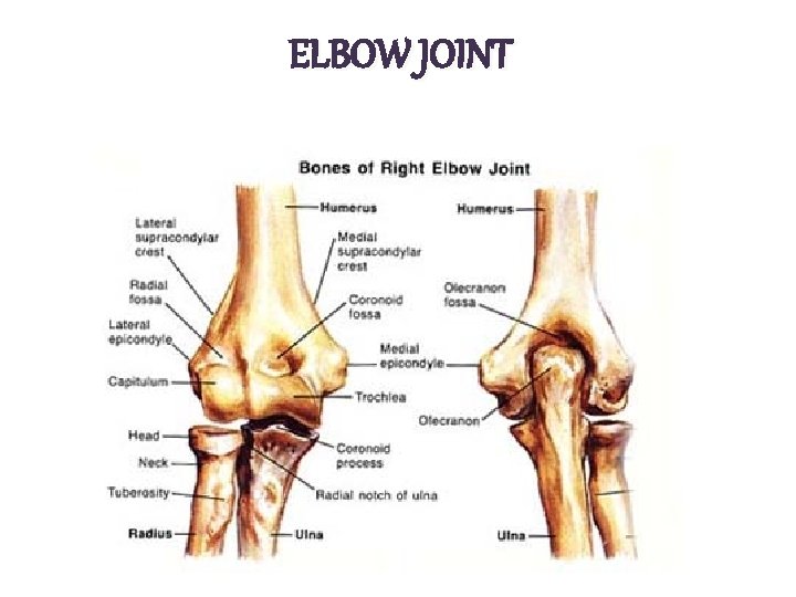 ELBOW JOINT 