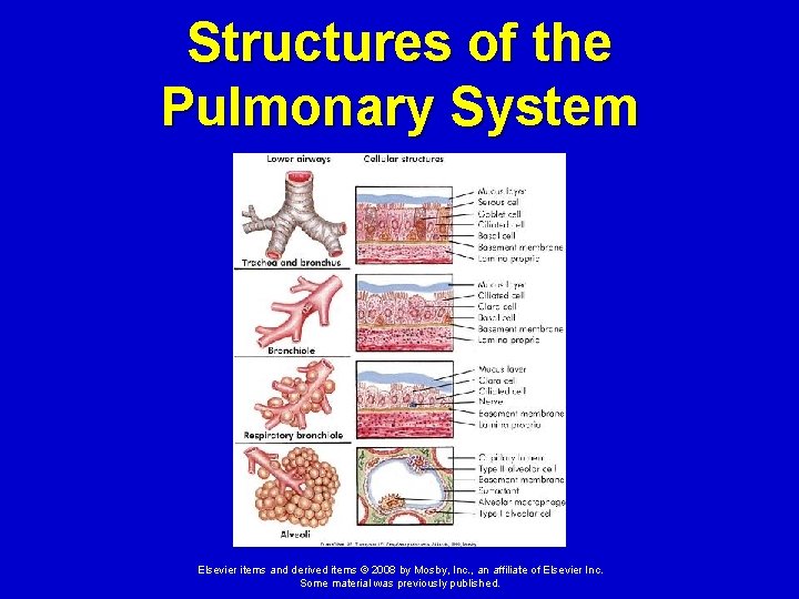 Structures of the Pulmonary System Elsevier items and derived items © 2008 by Mosby,