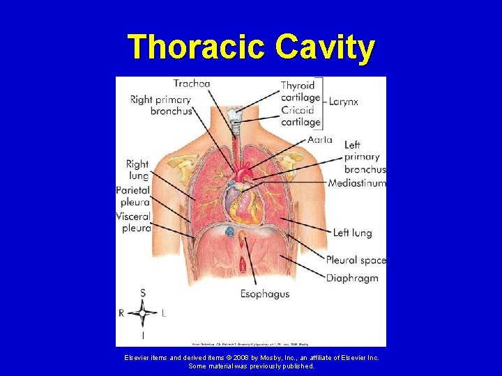 Thoracic Cavity Elsevier items and derived items © 2008 by Mosby, Inc. , an