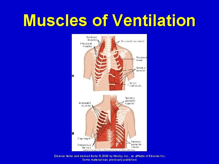 Muscles of Ventilation Elsevier items and derived items © 2008 by Mosby, Inc. ,