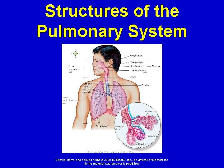 Structures of the Pulmonary System Elsevier items and derived items © 2008 by Mosby,