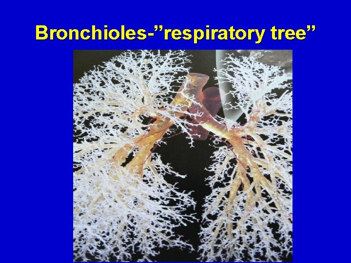 Bronchioles-”respiratory tree” Elsevier items and derived items © 2008 by Mosby, Inc. , an