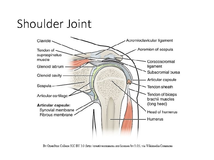 Shoulder Joint 