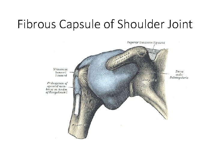 Fibrous Capsule of Shoulder Joint 
