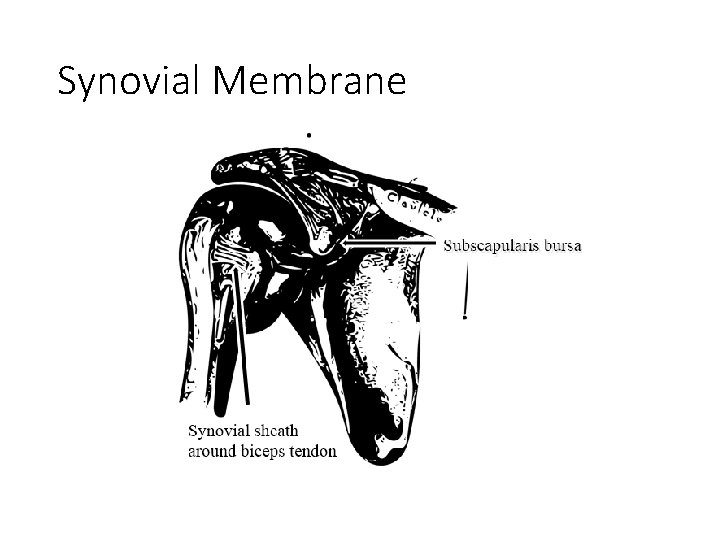 Synovial Membrane 