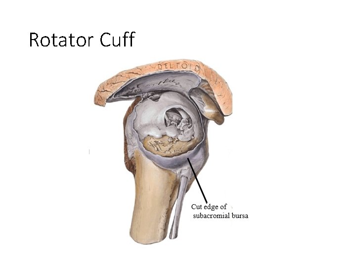 Rotator Cuff 