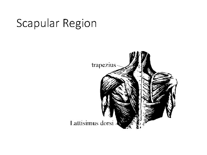 Scapular Region 