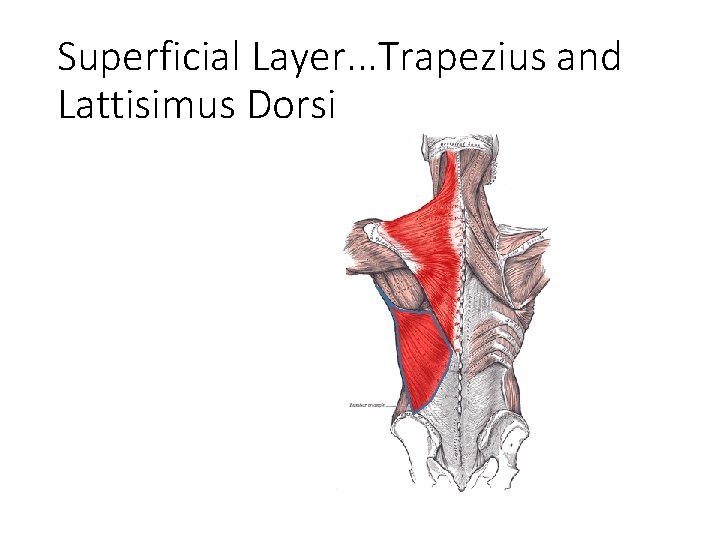 Superficial Layer. . . Trapezius and Lattisimus Dorsi 