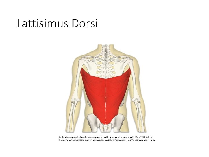 Lattisimus Dorsi 