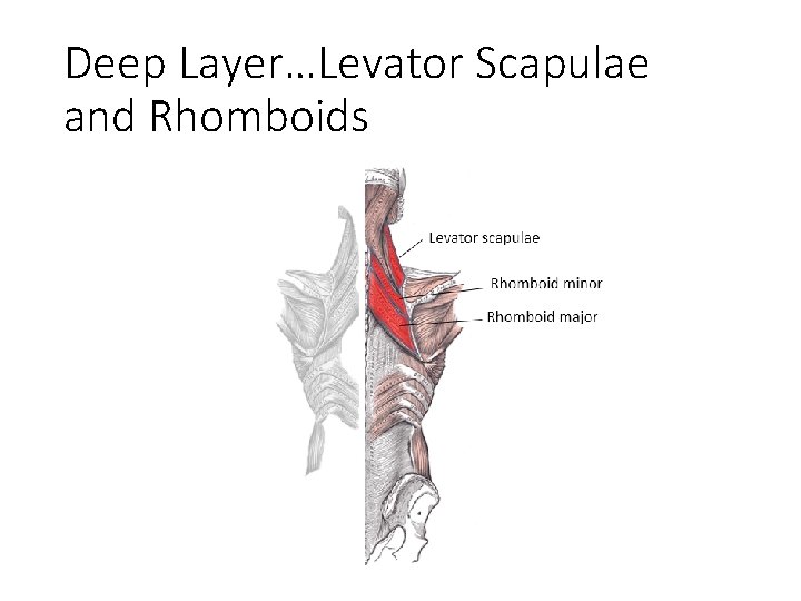 Deep Layer…Levator Scapulae and Rhomboids 