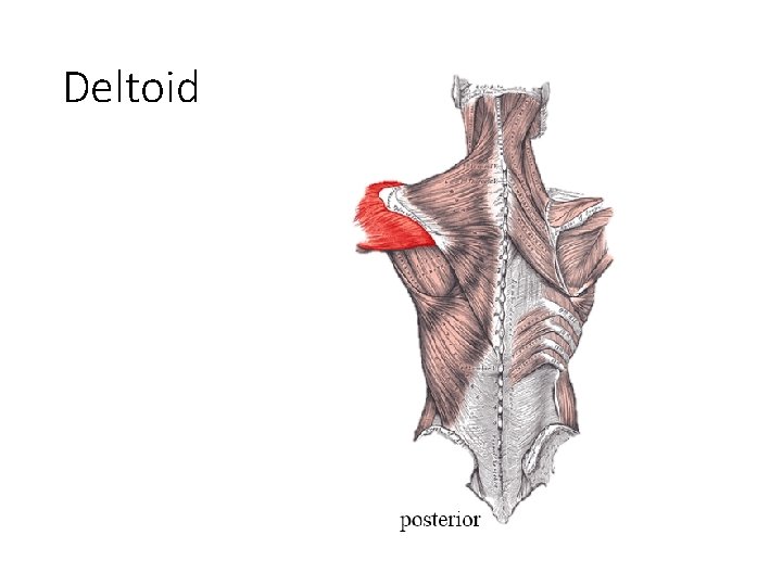 Deltoid 