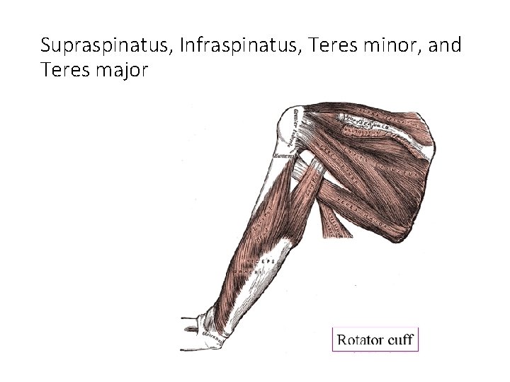 Supraspinatus, Infraspinatus, Teres minor, and Teres major 