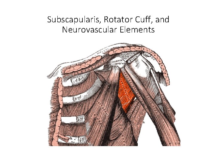 Subscapularis, Rotator Cuff, and Neurovascular Elements 