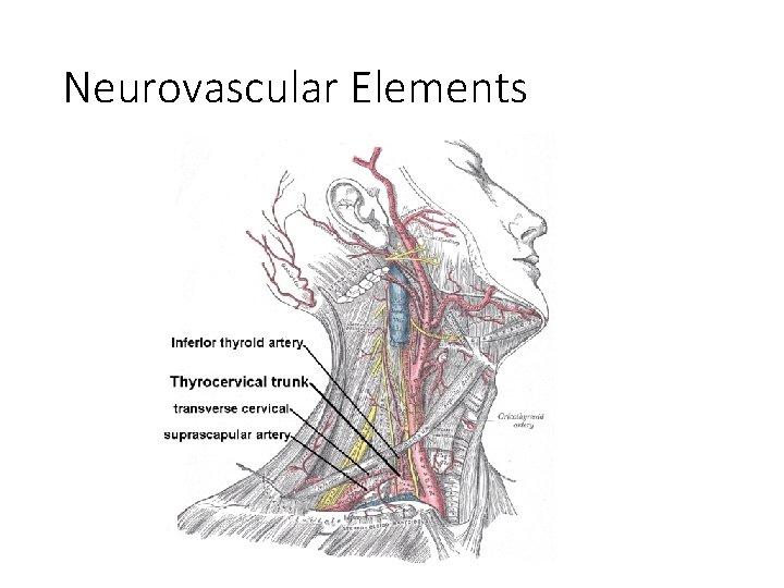 Neurovascular Elements 