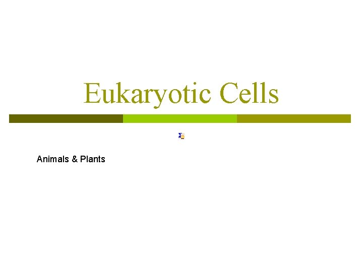 Eukaryotic Cells Animals & Plants 