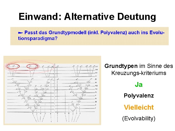 Einwand: Alternative Deutung Grundtypen im Sinne des Kreuzungs-kriteriums Ja Polyvalenz Vielleicht (Evolvability) 