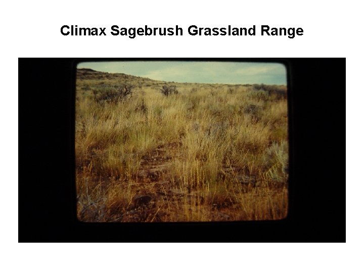 Climax Sagebrush Grassland Range 