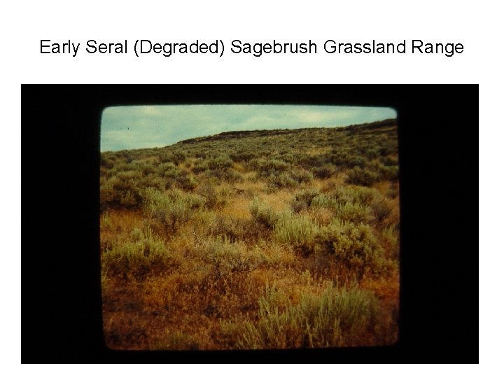 Early Seral (Degraded) Sagebrush Grassland Range 