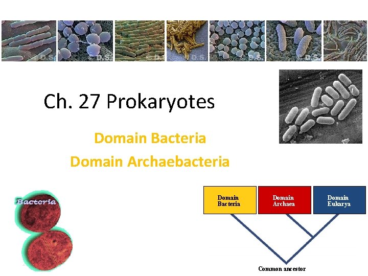 Ch. 27 Prokaryotes Domain Bacteria Domain Archaebacteria Domain Bacteria 2007 -2008 Domain Archaea Common