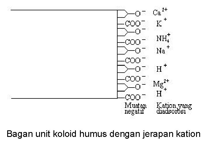 Bagan unit koloid humus dengan jerapan kation 