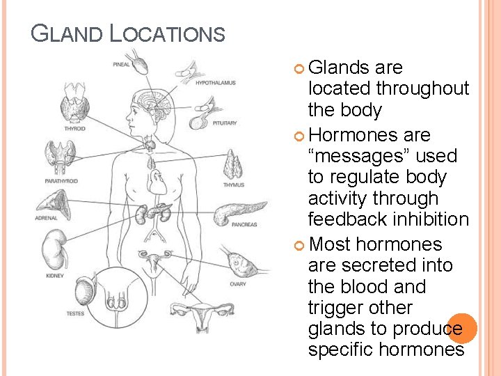 GLAND LOCATIONS Glands are located throughout the body Hormones are “messages” used to regulate