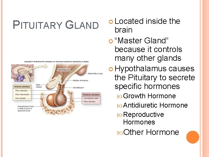 PITUITARY GLAND Located inside the brain “Master Gland” because it controls many other glands