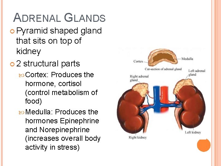 ADRENAL GLANDS Pyramid shaped gland that sits on top of kidney 2 structural parts