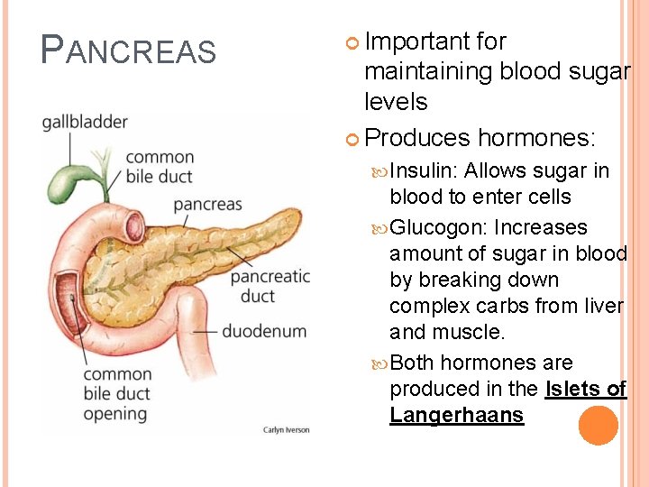 PANCREAS Important for maintaining blood sugar levels Produces hormones: Insulin: Allows sugar in blood