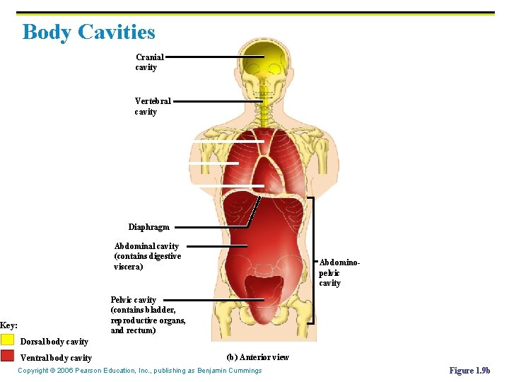 Body Cavities Cranial cavity Vertebral cavity Diaphragm Abdominal cavity (contains digestive viscera) Abdominopelvic cavity
