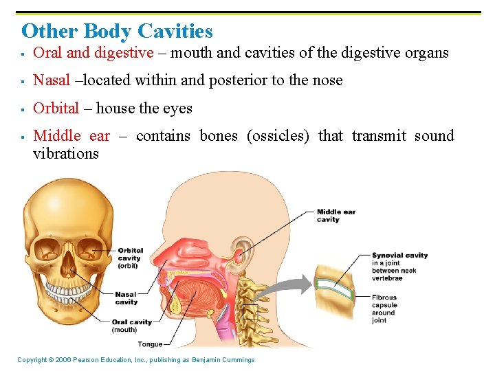 Other Body Cavities § Oral and digestive – mouth and cavities of the digestive