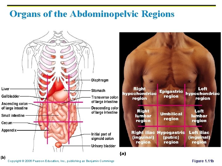 Organs of the Abdominopelvic Regions Copyright © 2006 Pearson Education, Inc. , publishing as