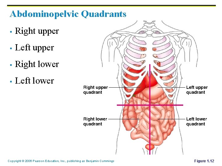 Abdominopelvic Quadrants § Right upper § Left upper § Right lower § Left lower