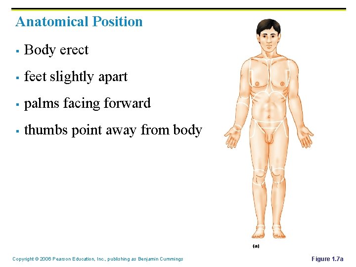 Anatomical Position § Body erect § feet slightly apart § palms facing forward §