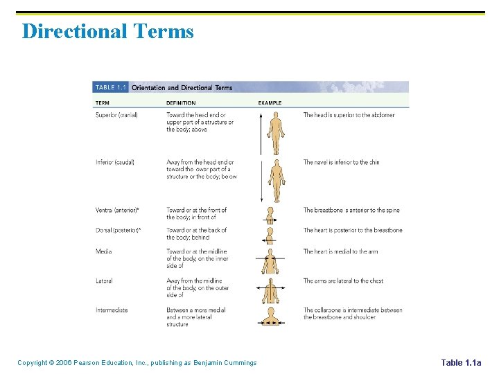 Directional Terms Copyright © 2006 Pearson Education, Inc. , publishing as Benjamin Cummings Table