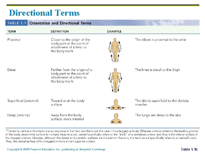 Directional Terms Copyright © 2006 Pearson Education, Inc. , publishing as Benjamin Cummings Table