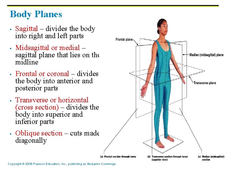 Body Planes § § § Sagittal – divides the body into right and left