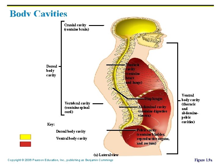 Body Cavities Cranial cavity (contains brain) Thoracic cavity (contains heart and lungs) Dorsal body