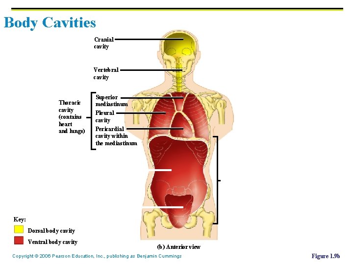 Body Cavities Cranial cavity Vertebral cavity Thoracic cavity (contains heart and lungs) Superior mediastinum