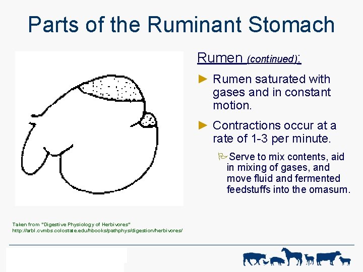 Parts of the Ruminant Stomach Rumen (continued): ► Rumen saturated with gases and in