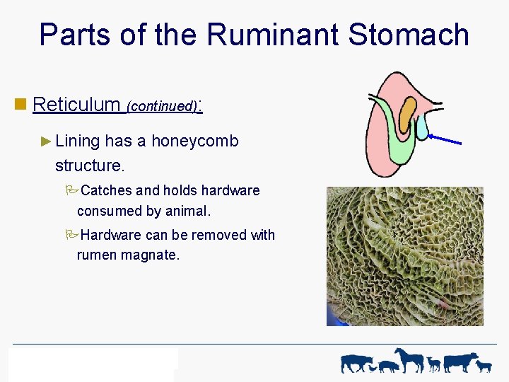 Parts of the Ruminant Stomach n Reticulum (continued): ► Lining has a honeycomb structure.