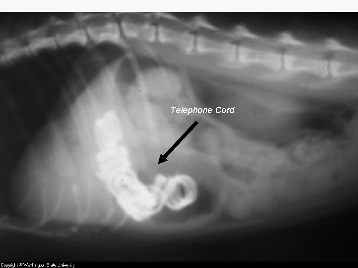 Telephone Cord WF-R ANIMAL SCIENCE 1 