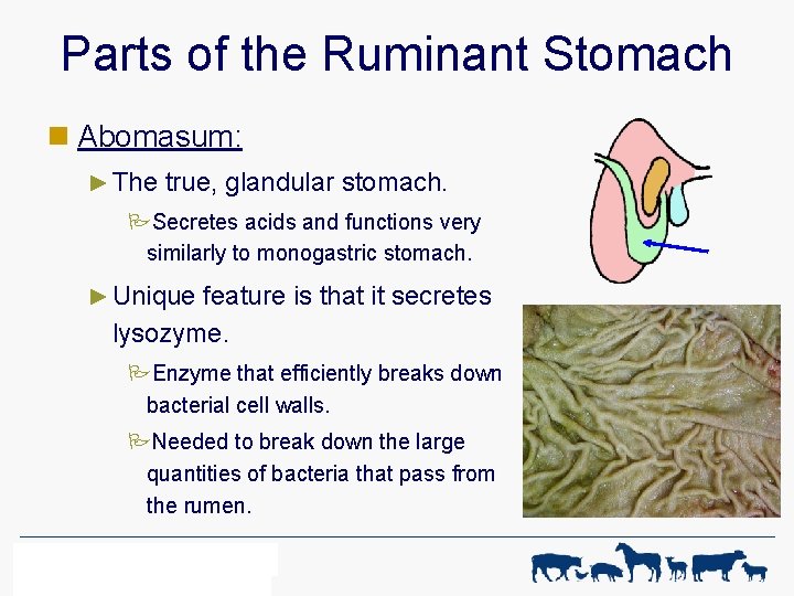Parts of the Ruminant Stomach n Abomasum: ► The true, glandular stomach. PSecretes acids