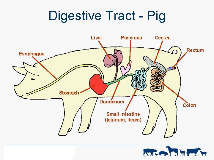 Digestive Tract - Pig Liver Pancreas Cecum Rectum Esophagus Stomach Duodenum Small intestine (jejunum,