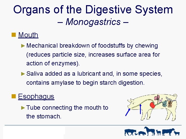 Organs of the Digestive System – Monogastrics – n Mouth ► Mechanical breakdown of