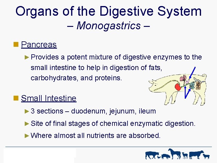 Organs of the Digestive System – Monogastrics – n Pancreas ► Provides a potent