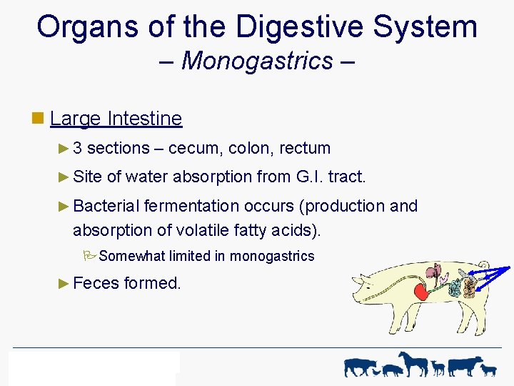 Organs of the Digestive System – Monogastrics – n Large Intestine ► 3 sections