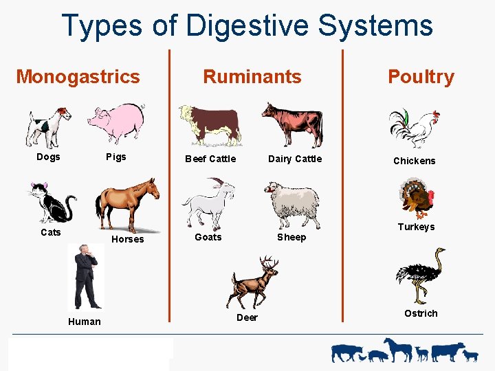 Types of Digestive Systems Monogastrics Pigs Dogs Cats Horses Human WF-R ANIMAL SCIENCE 1